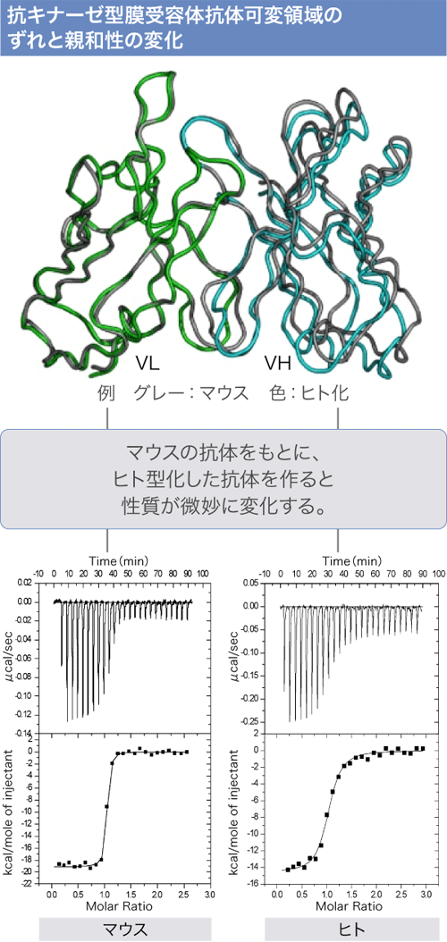 ヒト型化した抗体