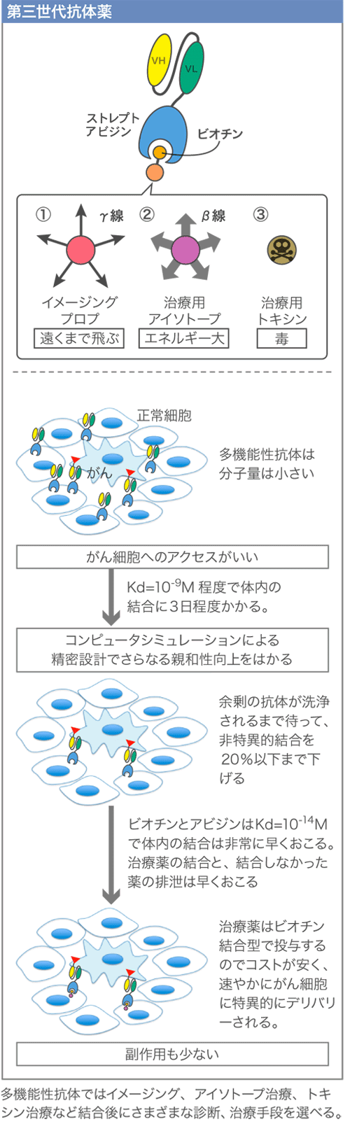 ビオチン アビジン